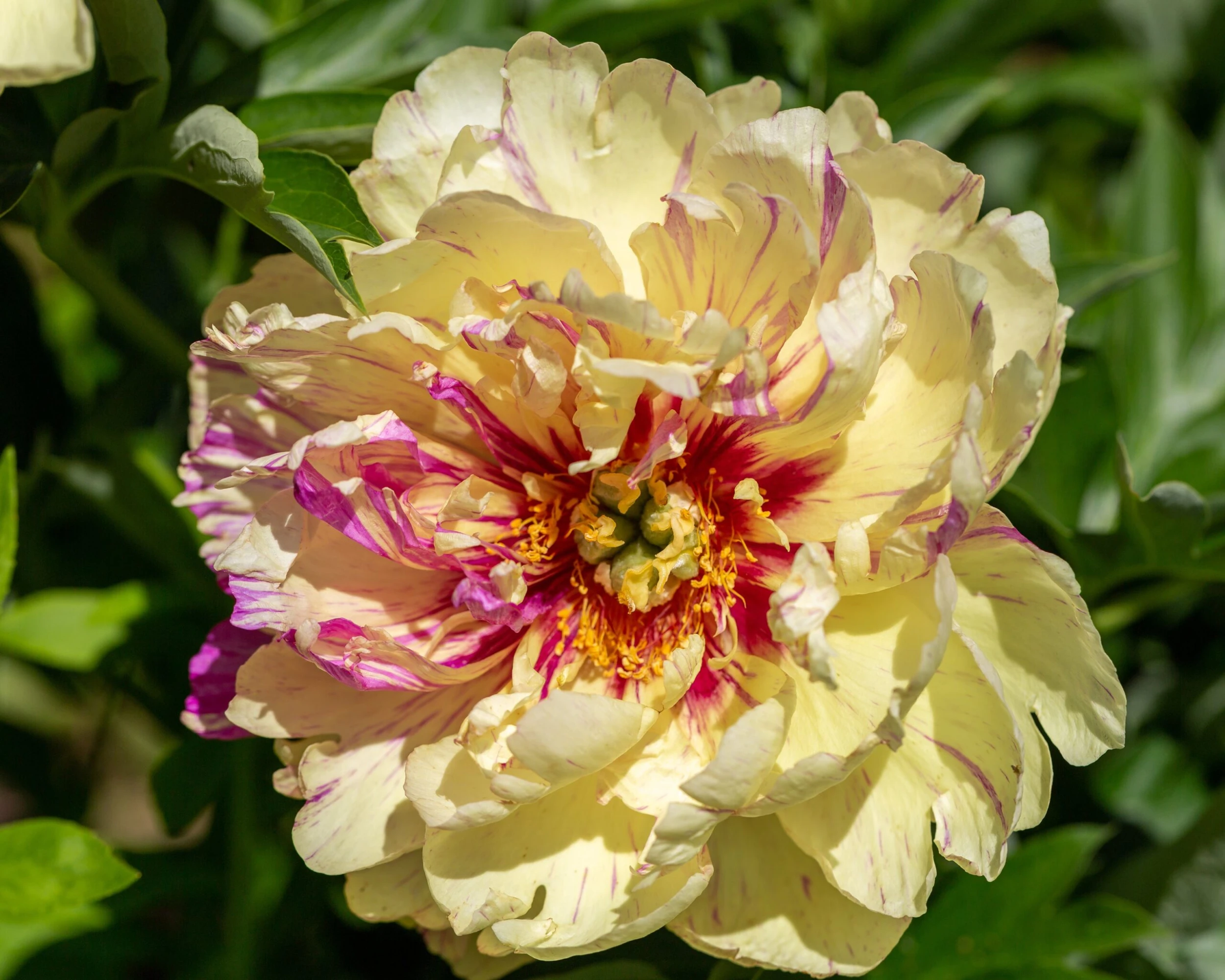 Paeonia 'Lollipop' 5 Paeonia 'Lollipop' - Image 3