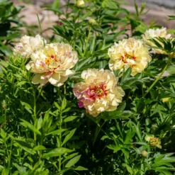 Paeonia 'Lollipop' 10 Paeonia 'Lollipop' -UK Garden Plants Sales 2024 peony lollipop 4 scaled