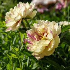 Paeonia 'Lollipop' 11 Paeonia 'Lollipop' -UK Garden Plants Sales 2024 peony lollipop 5 scaled