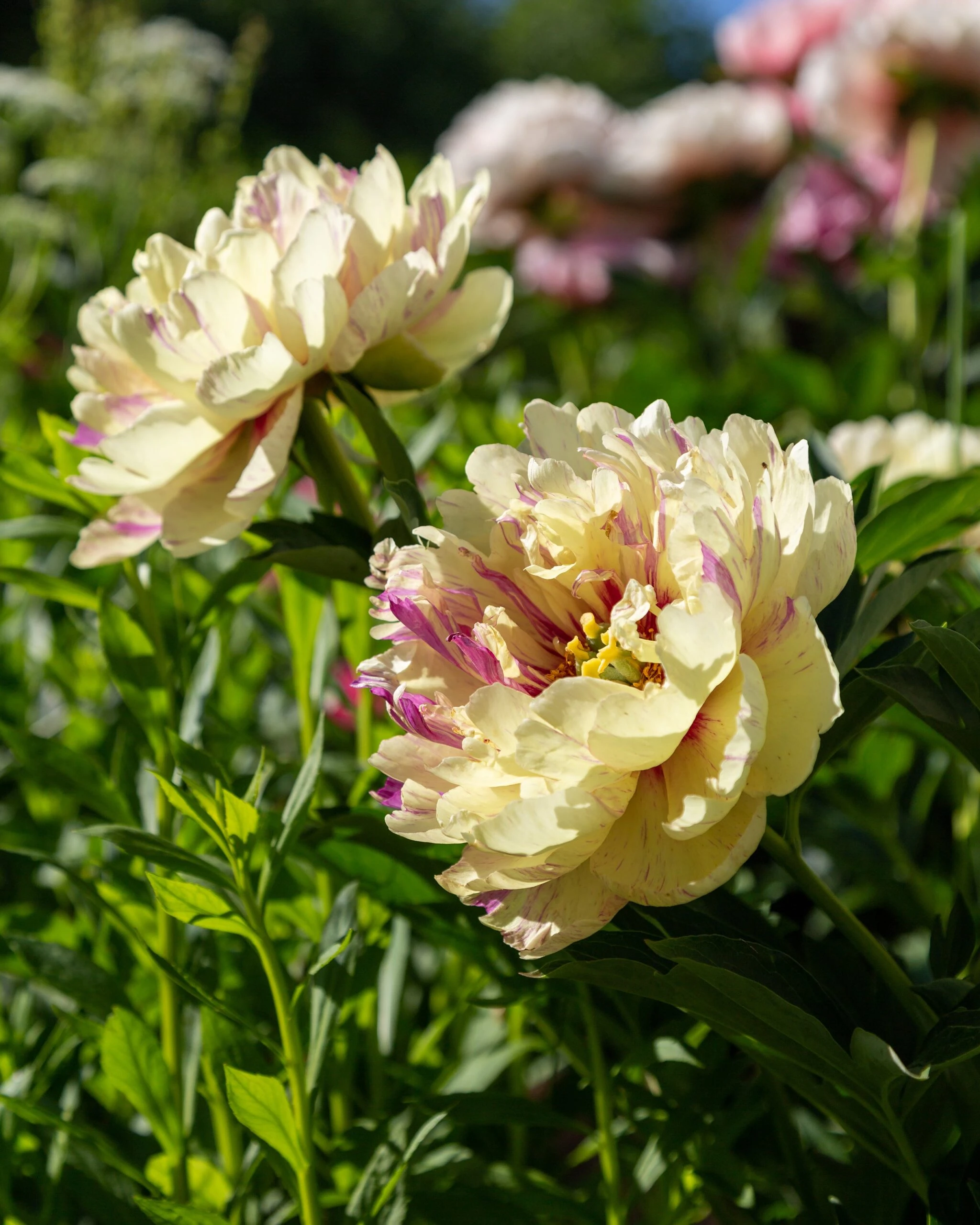 Paeonia 'Lollipop' 7 Paeonia 'Lollipop' - Image 5