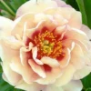 Paeonia 'Magical Mystery Tour' -UK Garden Plants Sales 2024 peony magical mystery tour 0