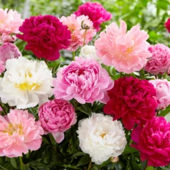 Peony Collection 'Colourburst' 11 Peony Collection 'Colourburst' -UK Garden Plants Sales 2024 peony mixed 1
