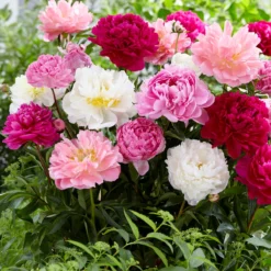 Peony Collection 'Colourburst' 15 Peony Collection 'Colourburst' -UK Garden Plants Sales 2024 peony mixed 2