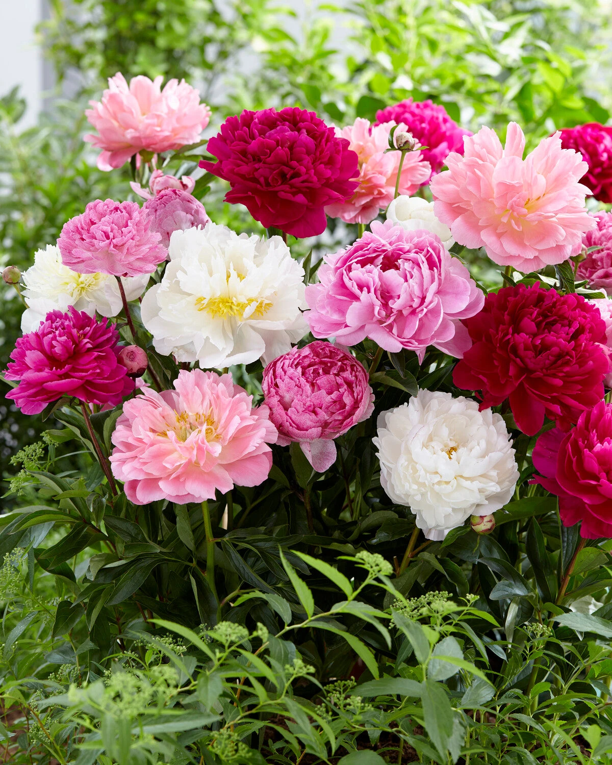 Peony Collection 'Colourburst' 9 Peony Collection 'Colourburst' - Image 7