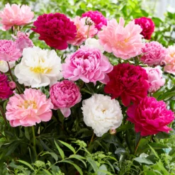 Peony Collection 'Colourburst' 13 Peony Collection 'Colourburst' -UK Garden Plants Sales 2024 peony mixed 3