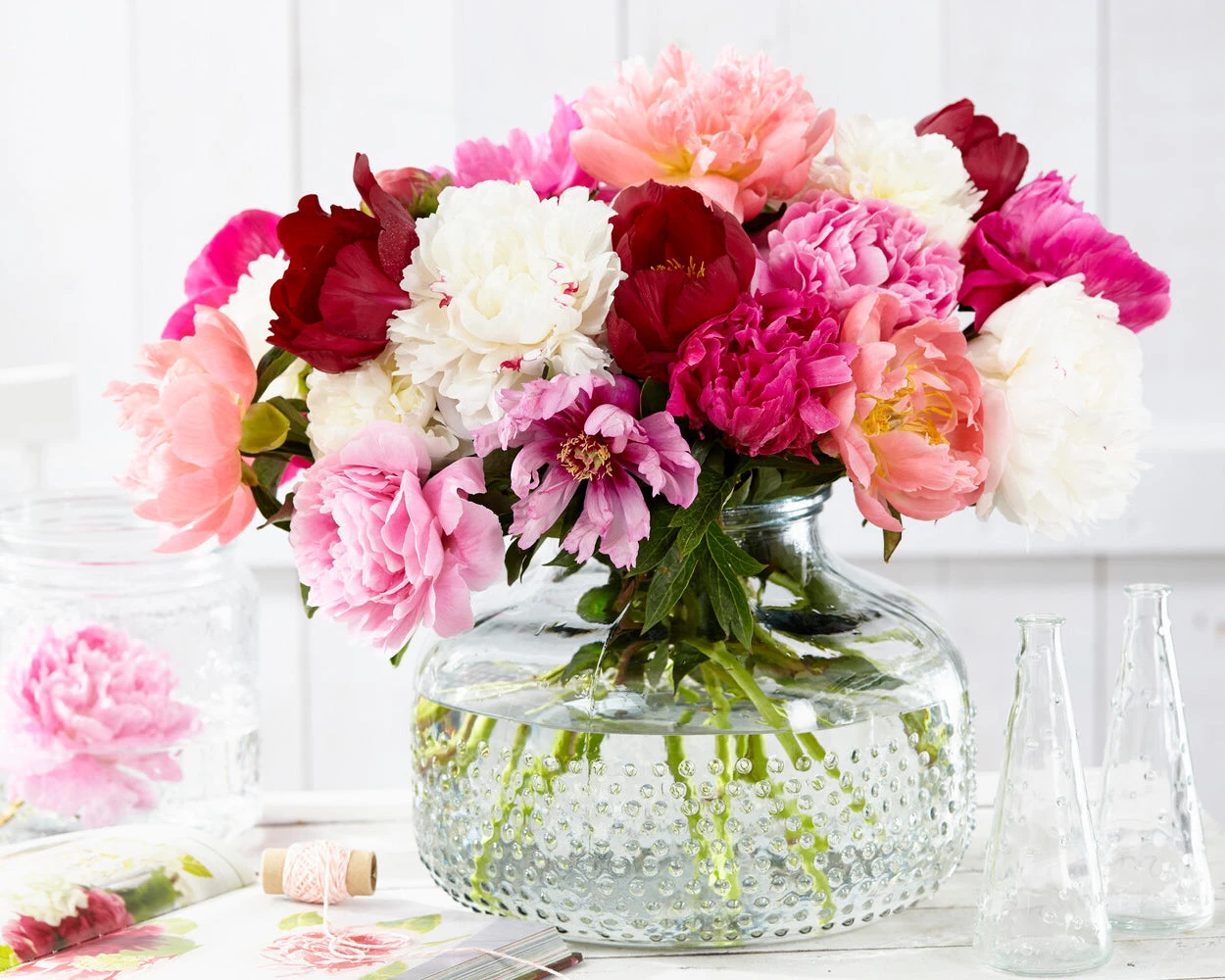 Peony Collection 'Colourburst' 6 Peony Collection 'Colourburst' - Image 4