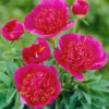 Paeonia 'Anemoniflora' -UK Garden Plants Sales 2024 peony officinalis anemoniflora 2 b5b22297 99ae 416d 88d2 e836077837e8