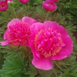 Paeonia 'Anemoniflora' 12 Paeonia 'Anemoniflora' -UK Garden Plants Sales 2024 peony officinalis anemoniflora 4 scaled