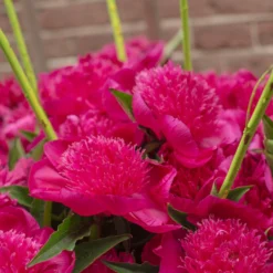 Paeonia 'Purple Spider' -UK Garden Plants Sales 2024 peony purple spider 3 scaled