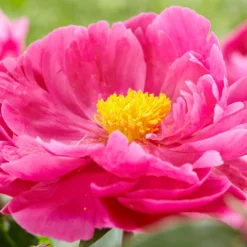 Paeonia 'Red Sarah Bernhardt' -UK Garden Plants Sales 2024 peony red sarah bernhardt 2