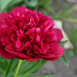 Paeonia 'Red Sarah Bernhardt' -UK Garden Plants Sales 2024 peony red sarah bernhardt 4 scaled