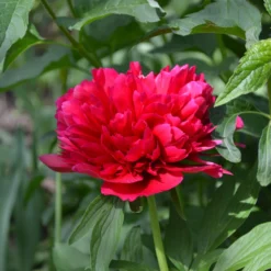 Paeonia 'Red Sarah Bernhardt' -UK Garden Plants Sales 2024 peony red sarah bernhardt 5 scaled