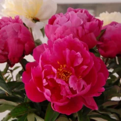 Paeonia 'Red Sarah Bernhardt' -UK Garden Plants Sales 2024 peony red sarah bernhardt 6
