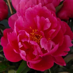 Paeonia 'Red Sarah Bernhardt' -UK Garden Plants Sales 2024 peony red sarah bernhardt 7