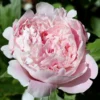 Paeonia 'Sarah Bernhardt' -UK Garden Plants Sales 2024 peony sarah bernhardt 0 scaled