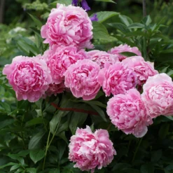 Paeonia 'Sarah Bernhardt' -UK Garden Plants Sales 2024 peony sarah bernhardt 1 scaled