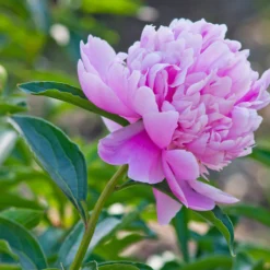 Paeonia 'Sarah Bernhardt' -UK Garden Plants Sales 2024 peony sarah bernhardt 3 scaled