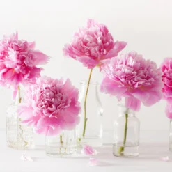 Paeonia 'Sarah Bernhardt' -UK Garden Plants Sales 2024 peony sarah bernhardt 4 scaled