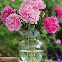 Paeonia 'Sarah Bernhardt' -UK Garden Plants Sales 2024 peony sarah bernhardt 5 scaled