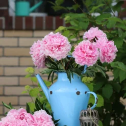 Paeonia 'Sarah Bernhardt' -UK Garden Plants Sales 2024 peony sarah bernhardt 7 scaled