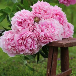 Paeonia 'Sarah Bernhardt' -UK Garden Plants Sales 2024 peony sarah bernhardt 8 scaled