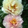 Paeonia 'Scrumdiddlyumptious' 1 Paeonia 'Scrumdiddlyumptious' -UK Garden Plants Sales 2024 peony scrumdiddlyumptious 1 scaled
