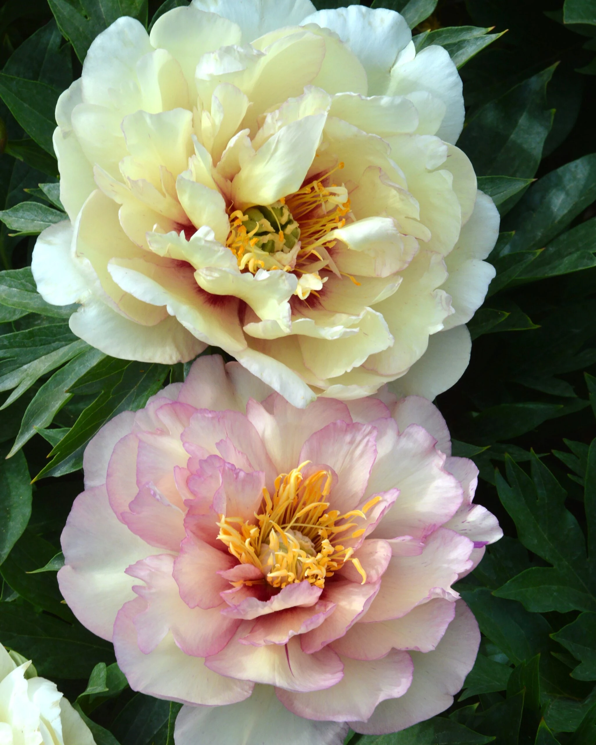 Paeonia 'Scrumdiddlyumptious' 3 Paeonia 'Scrumdiddlyumptious'