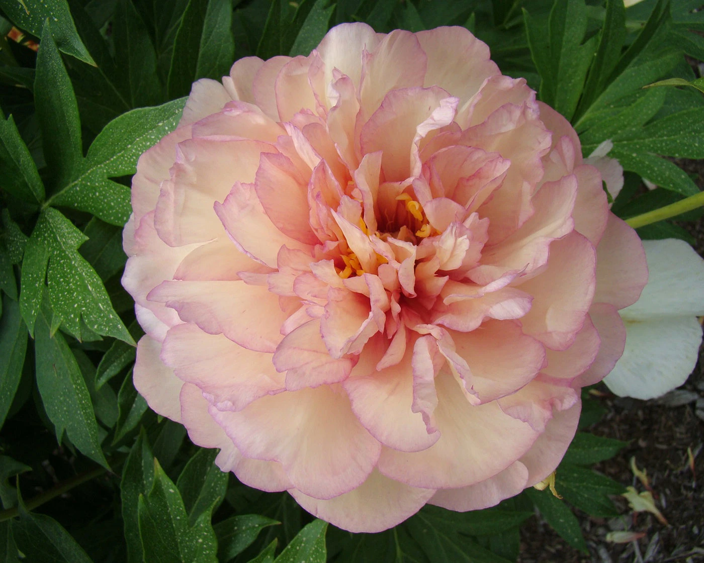 Paeonia 'Scrumdiddlyumptious' 4 Paeonia 'Scrumdiddlyumptious' - Image 2