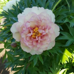 Paeonia 'Scrumdiddlyumptious' 9 Paeonia 'Scrumdiddlyumptious' -UK Garden Plants Sales 2024 peony scrumdiddlyumptious 4