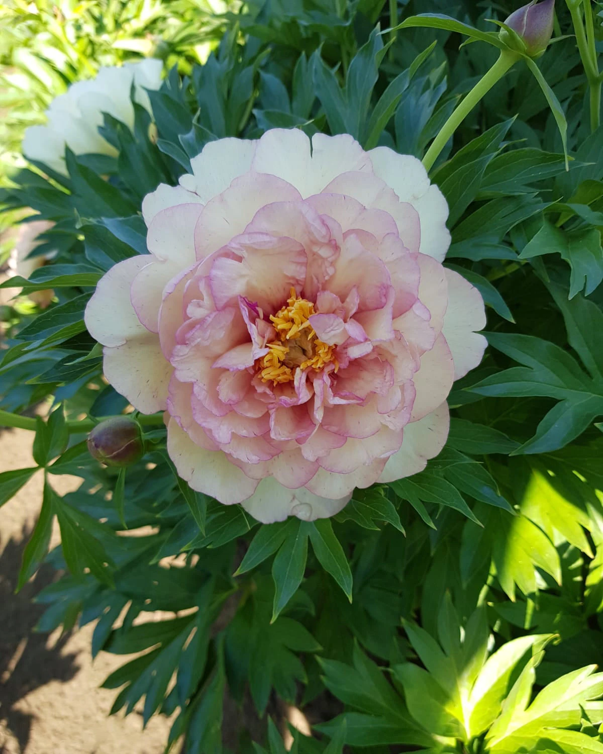 Paeonia 'Scrumdiddlyumptious' 5 Paeonia 'Scrumdiddlyumptious' - Image 3