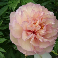 Paeonia 'Scrumdiddlyumptious' 11 Paeonia 'Scrumdiddlyumptious' -UK Garden Plants Sales 2024 peony scrumdiddlyumptious 7