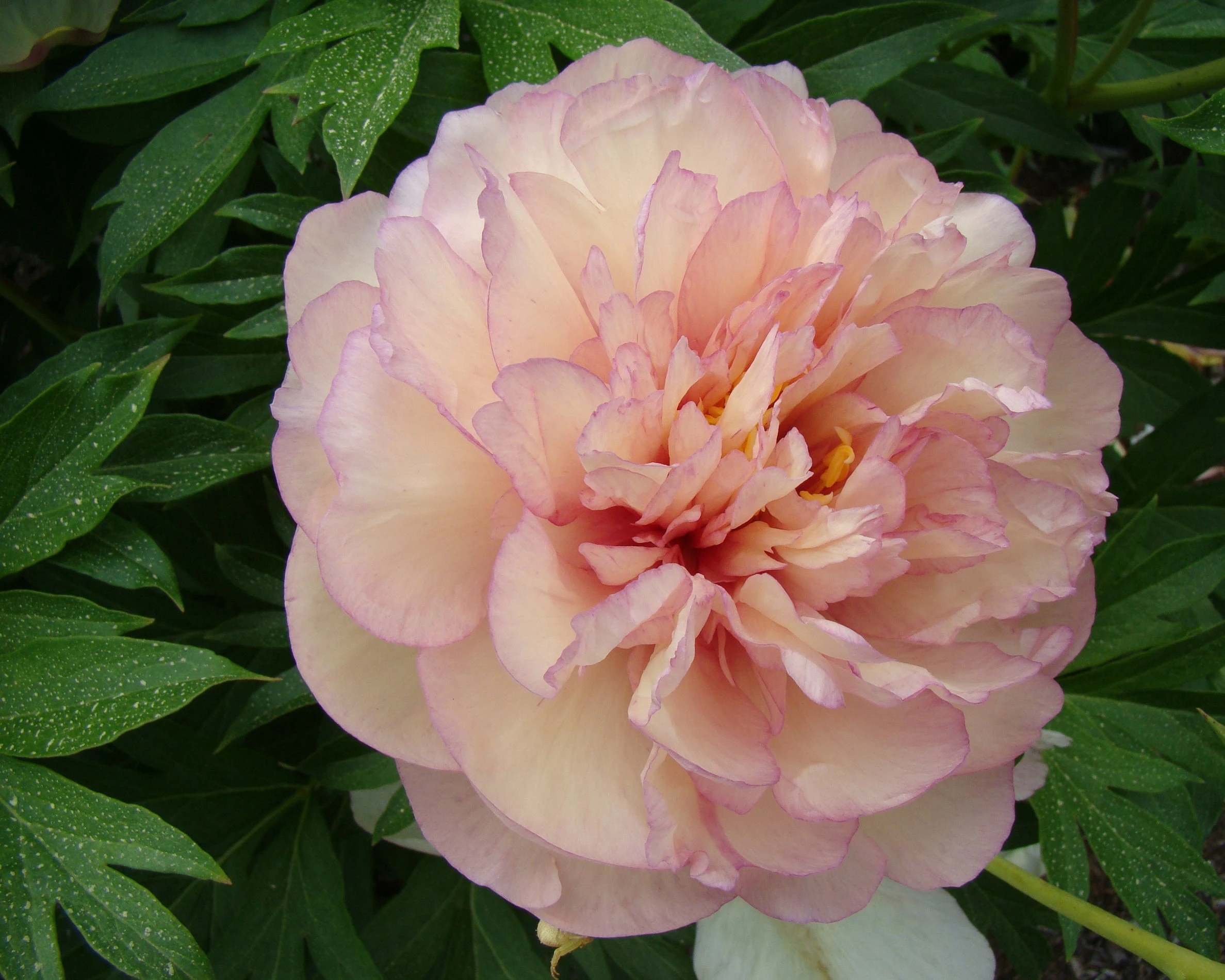 Paeonia 'Scrumdiddlyumptious' 7 Paeonia 'Scrumdiddlyumptious' - Image 5