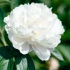 Paeonia 'Shirley Temple' 1 Paeonia 'Shirley Temple' -UK Garden Plants Sales 2024 peony shirley temple 0