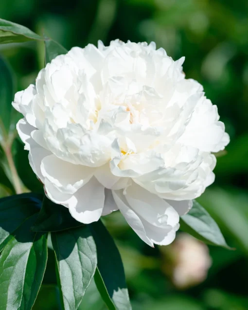Paeonia 'Shirley Temple' -UK Garden Plants Sales 2024 peony shirley temple 0