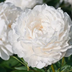 Paeonia 'Shirley Temple' -UK Garden Plants Sales 2024 peony shirley temple 2 scaled