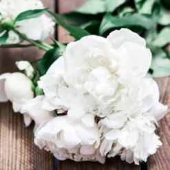 Paeonia 'Shirley Temple' -UK Garden Plants Sales 2024 peony shirley temple 4 scaled