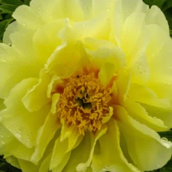 Paeonia 'Sonoma Halo' -UK Garden Plants Sales 2024 peony sonoma halo 3 scaled
