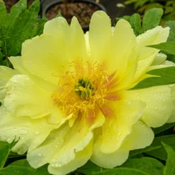 Paeonia 'Sonoma Halo' -UK Garden Plants Sales 2024 peony sonoma halo 4 scaled