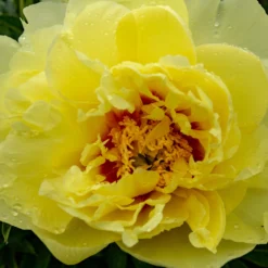 Paeonia 'Sonoma Halo' -UK Garden Plants Sales 2024 peony sonoma halo 5 a89b21c2 13fc 46e8 a287 c1e7151a8c97 scaled