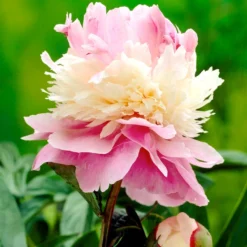 Paeonia 'Sorbet' -UK Garden Plants Sales 2024 peony sorbet 00
