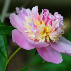 Paeonia 'Sorbet' -UK Garden Plants Sales 2024 peony sorbet 1 scaled