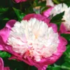 Paeonia 'White Cap' 1 Paeonia 'White Cap' -UK Garden Plants Sales 2024 peony white cap 0