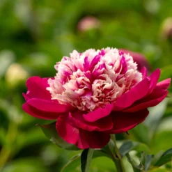 Paeonia 'White Cap' -UK Garden Plants Sales 2024 peony white cap 1 scaled