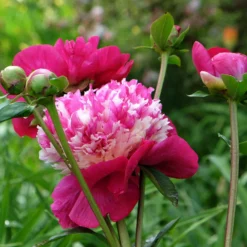 Paeonia 'White Cap' -UK Garden Plants Sales 2024 peony white cap 10 scaled