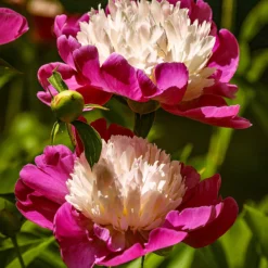 Paeonia 'White Cap' -UK Garden Plants Sales 2024 peony white cap 11 74355e3f 9958 4bcf 993a 916c0a4584d2