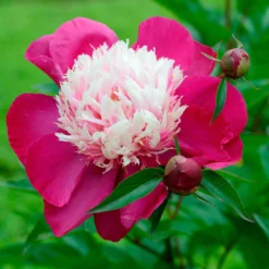 Paeonia 'White Cap' -UK Garden Plants Sales 2024 peony white cap 13 scaled