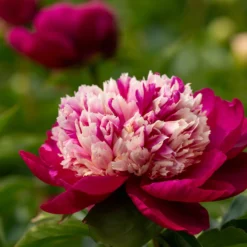Paeonia 'White Cap' -UK Garden Plants Sales 2024 peony white cap 2 scaled