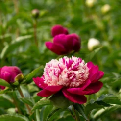 Paeonia 'White Cap' -UK Garden Plants Sales 2024 peony white cap 3 scaled