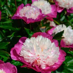 Paeonia 'White Cap' -UK Garden Plants Sales 2024 peony white cap 4 scaled