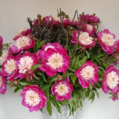 Paeonia 'White Cap' -UK Garden Plants Sales 2024 peony white cap 5 scaled